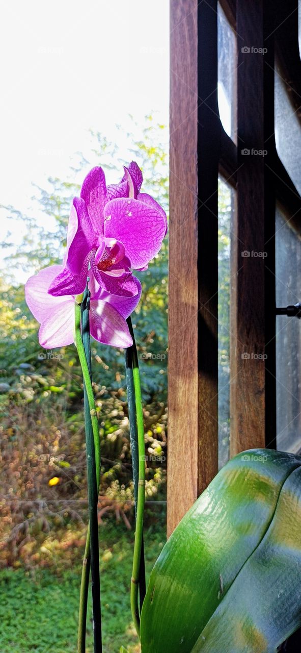 Orchid flower on the window