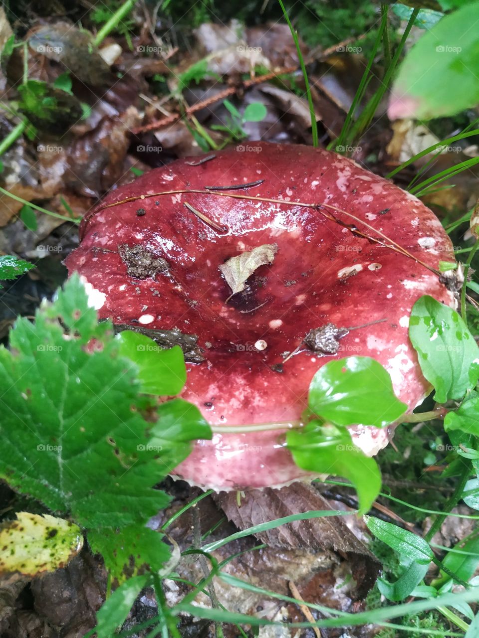 The red mushroom in the rain