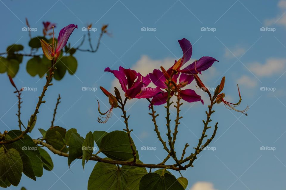 Fuchsia flowers with sky in the background