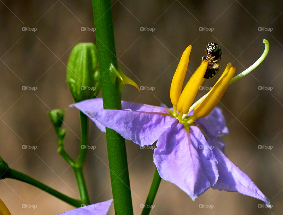 Solanum flower - Bee