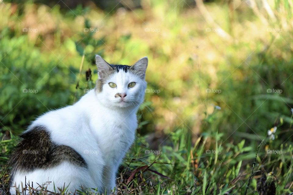 Potrait of cute local domestic cat while playing at outdoor grass park. Front view looking at the camera.