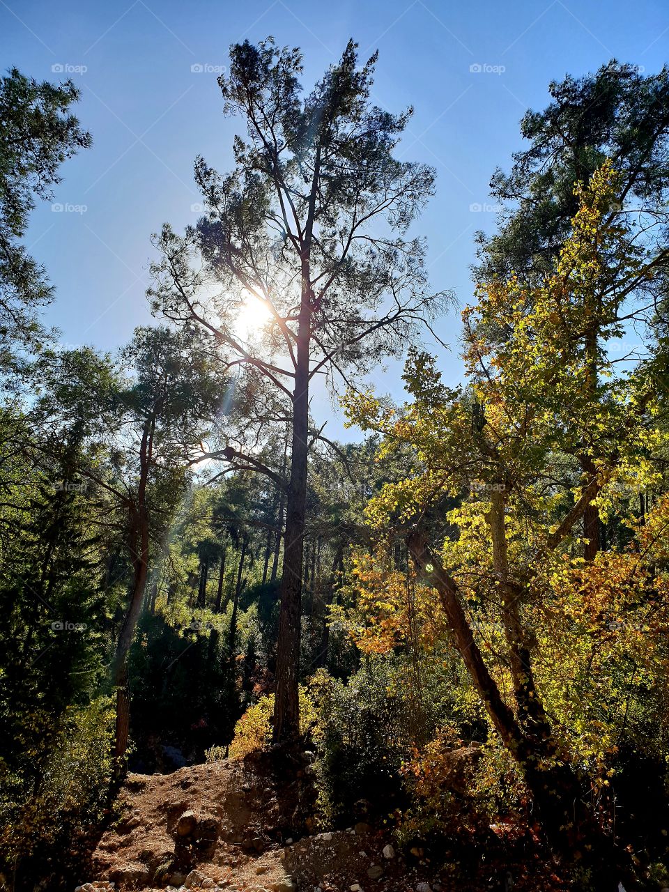 the sun through the trees