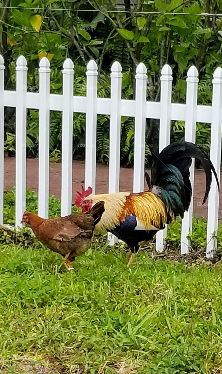 Hen and Rooster