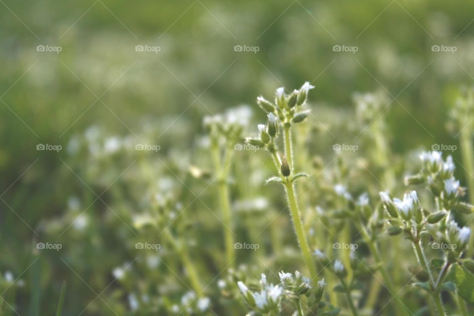 Spring white flowers 