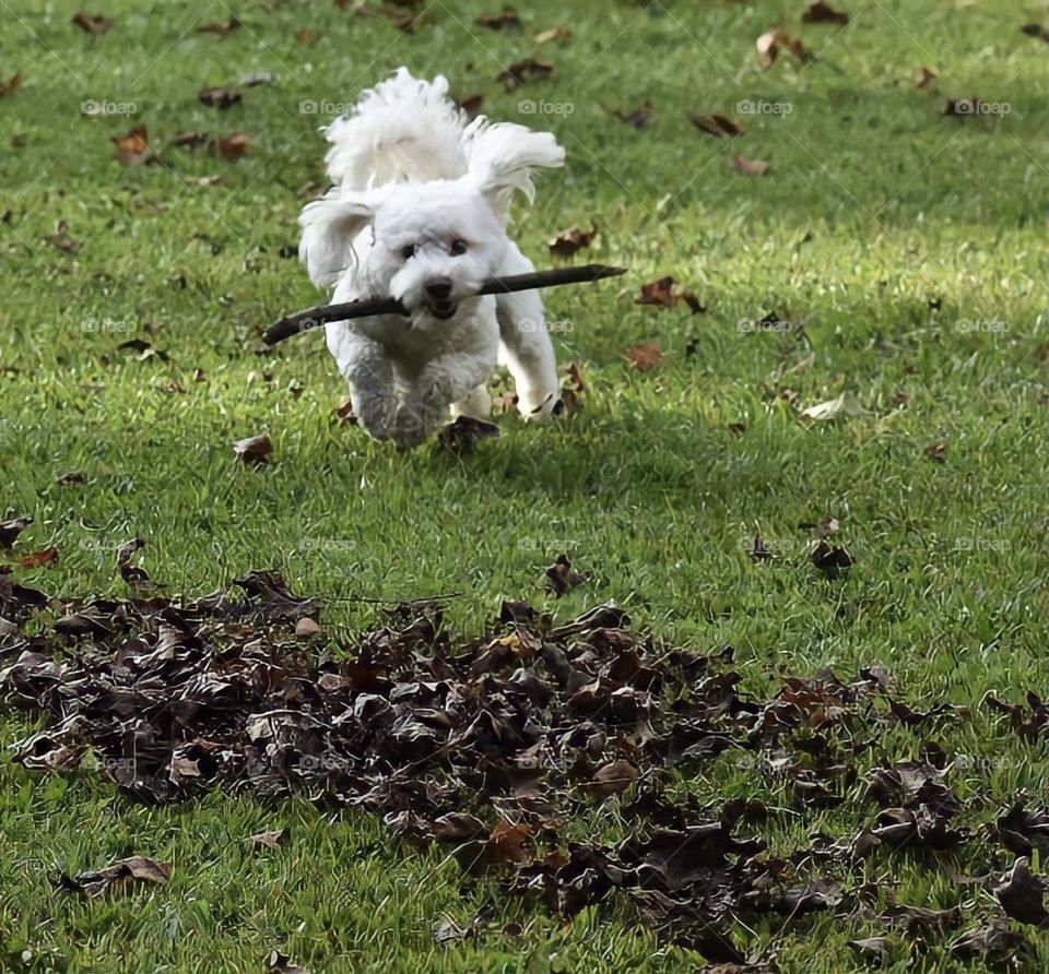 Our beloved maltipoo Memphis enjoying fetch in the yard 