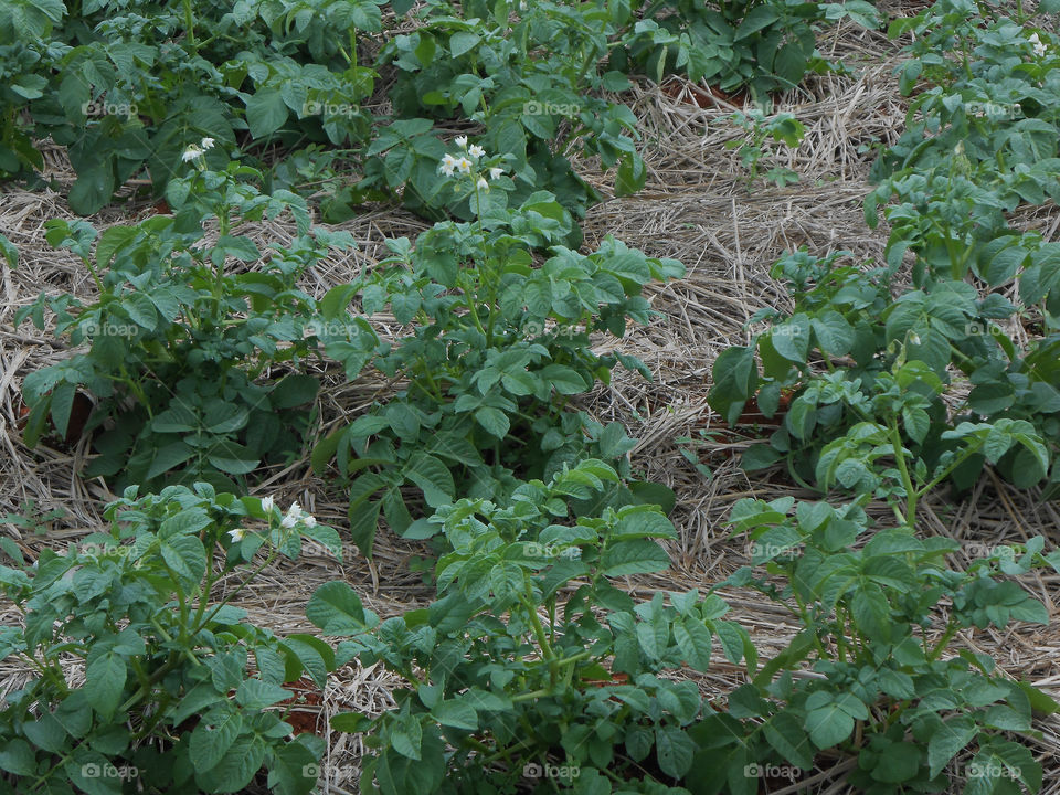 Irish Potato Plants