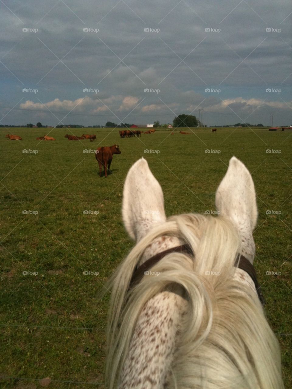 Checking out the cattle