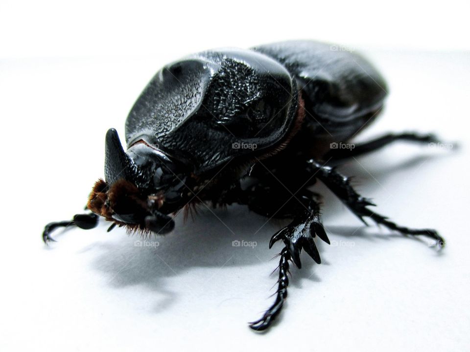 Coconut rhinoceros beetle