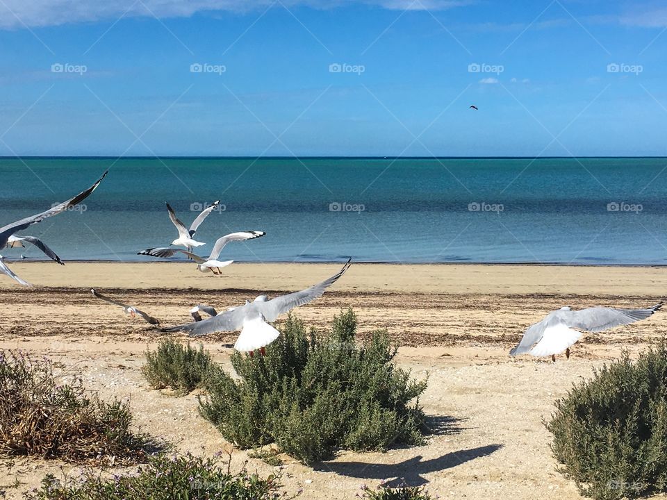 Seagulls
Foreground mid flight landing soaring closeup south Australia ocean background,