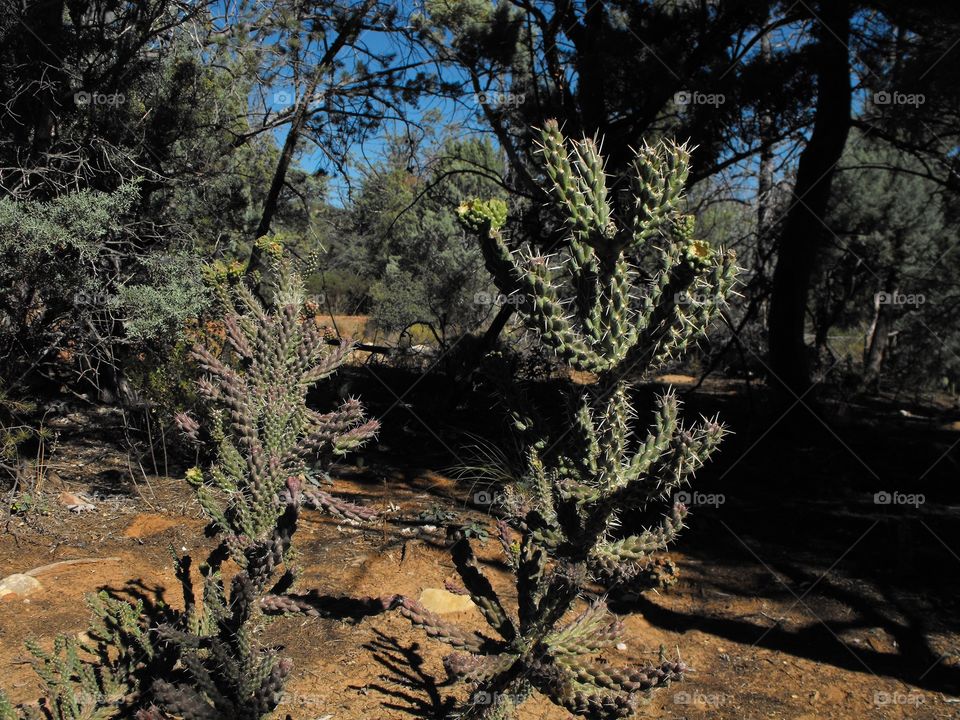 Cactus in Sedona Arizona 