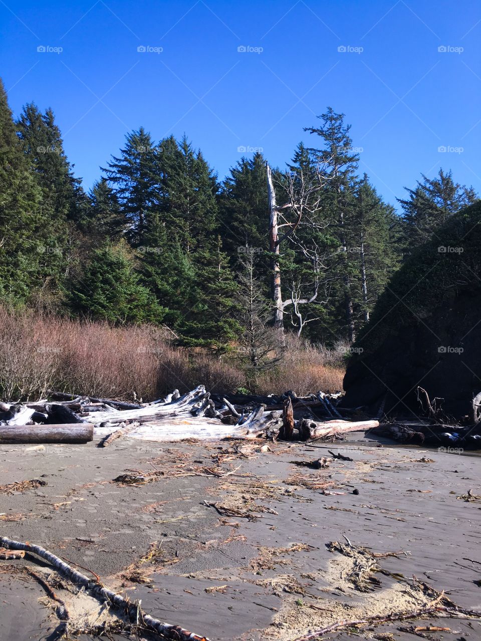 Driftwood on Third Beach