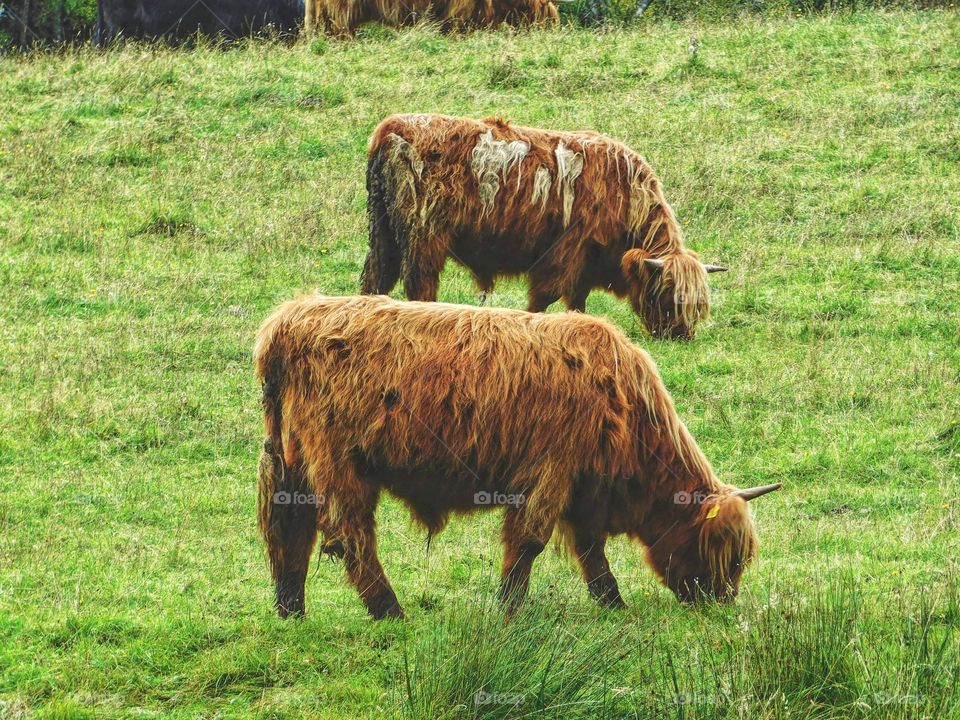 Found photo from my last trip home of highland cows 