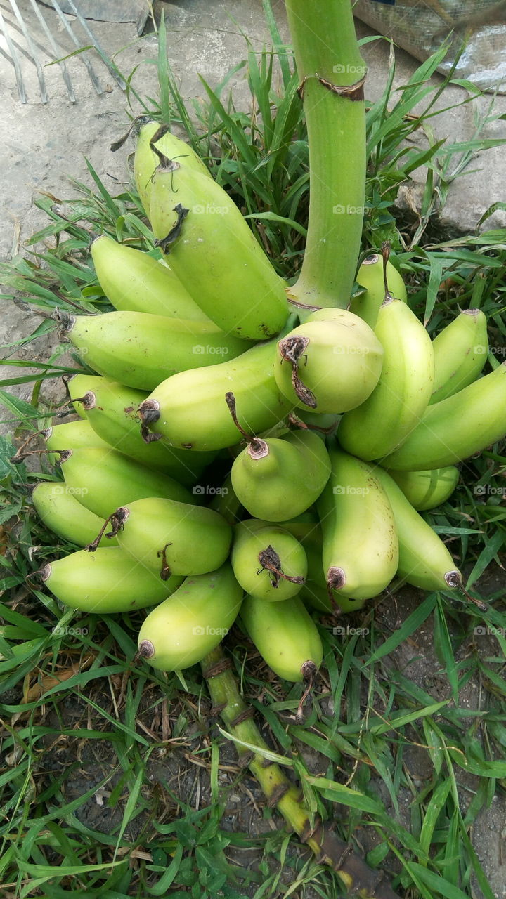 banana green