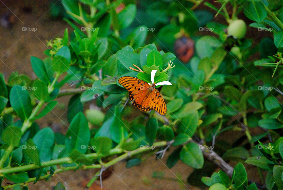 green nature orange leaves by angelnajera