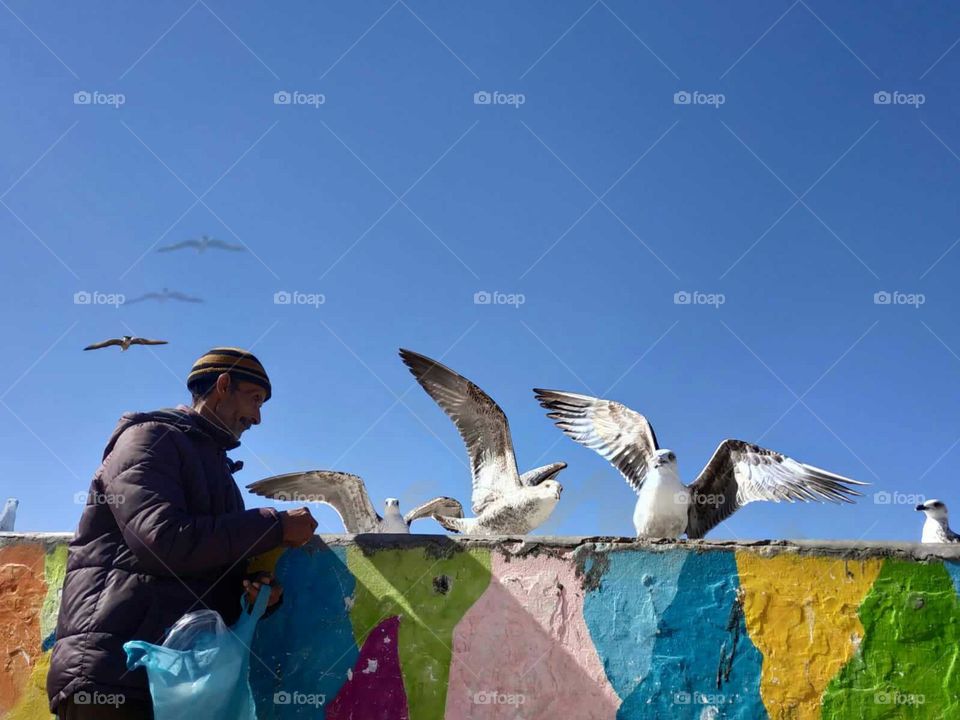 Beautiful and nice moment with flying seagulls at essaouira city in Morocco.