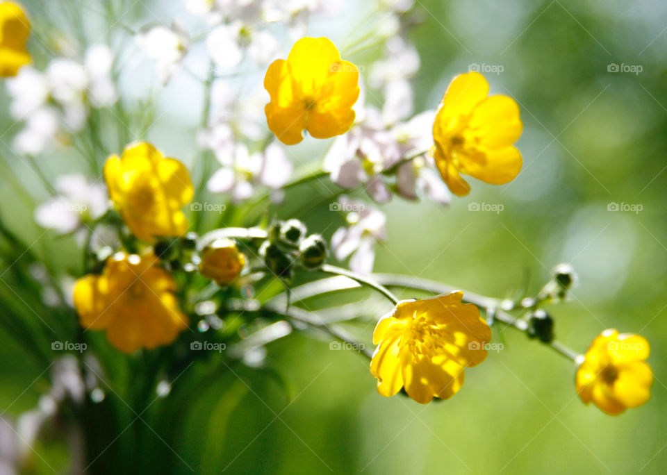 Wild flowers bouquet 