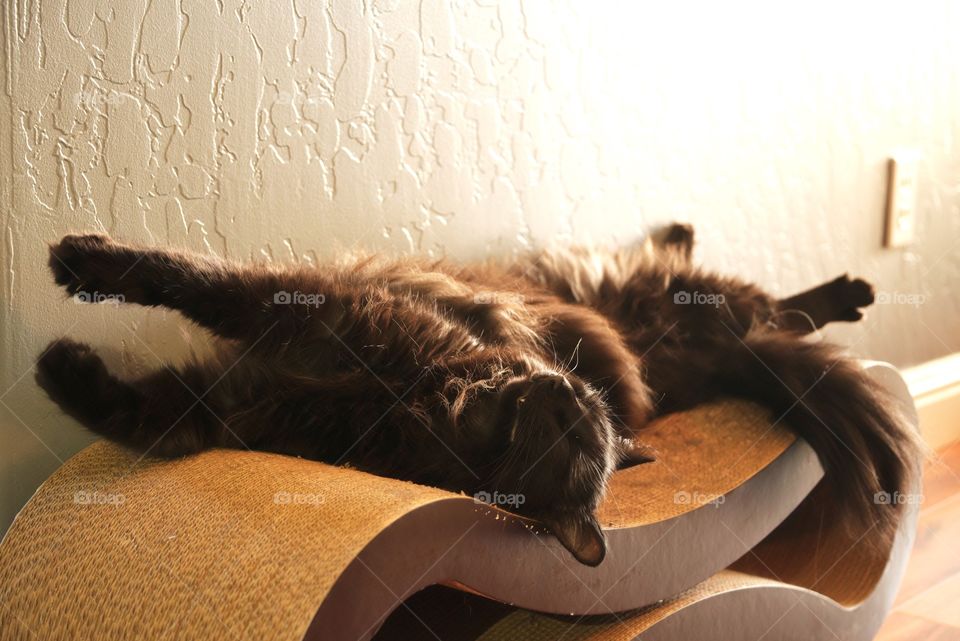 My cat relaxing on his cat scratcher.