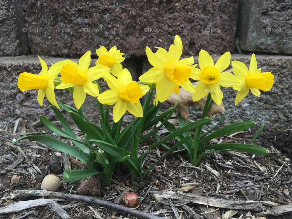 Yellow perennials rise out of the Michigan soil in the month of March. Usually a very beautiful