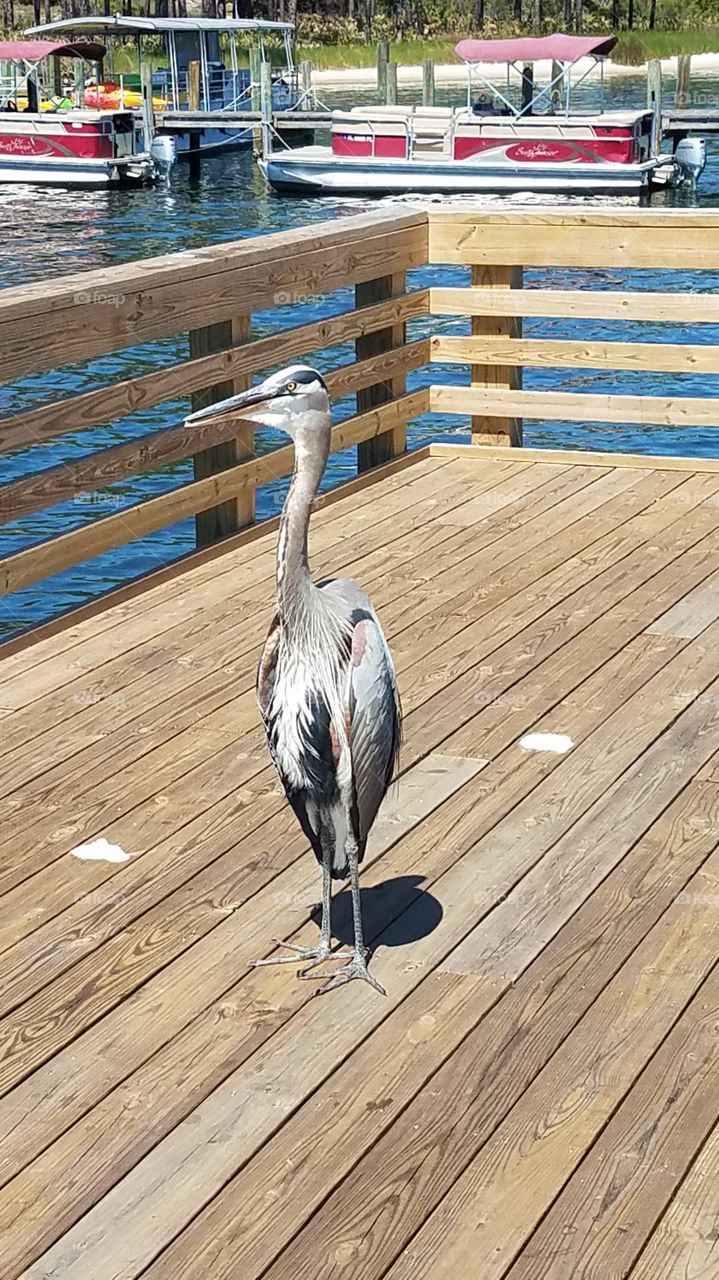 Florida crane bird
