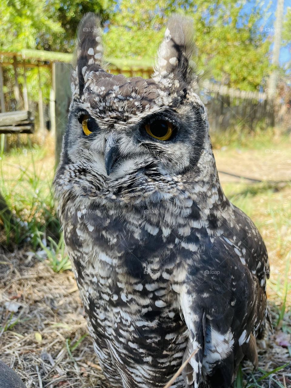 A close view of an owl. 