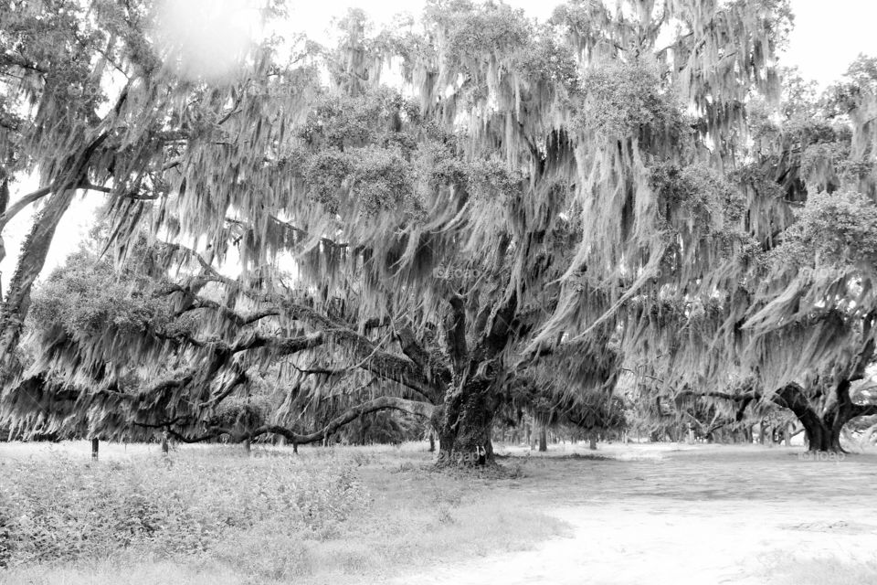 Big Tree, Little Man
