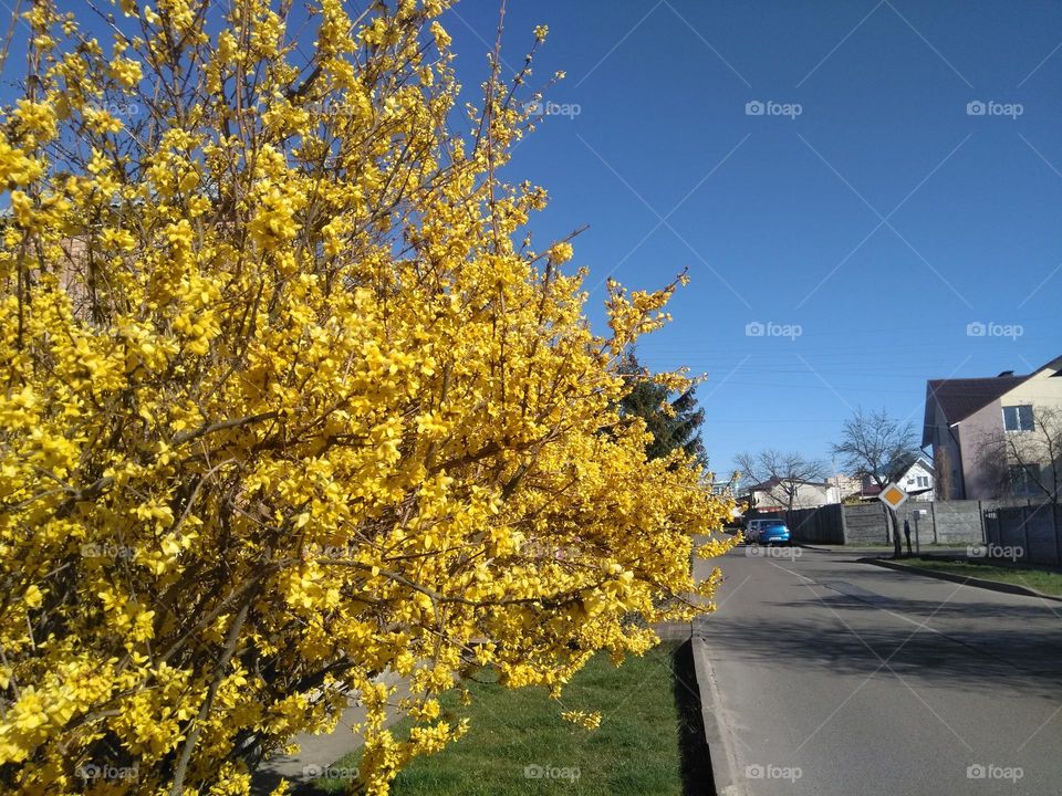 blue and yellow colour love