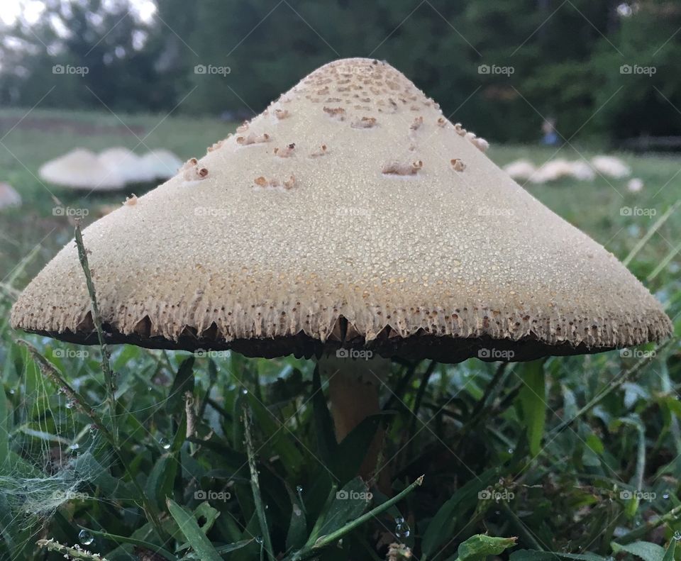 Conical mushroom