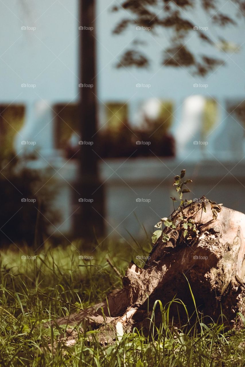 photo of a stone in a city park in autumn