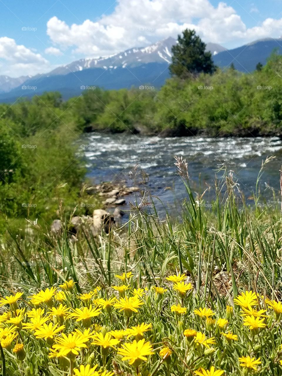 wildflowers in the mountains Colorado Twin Colorado