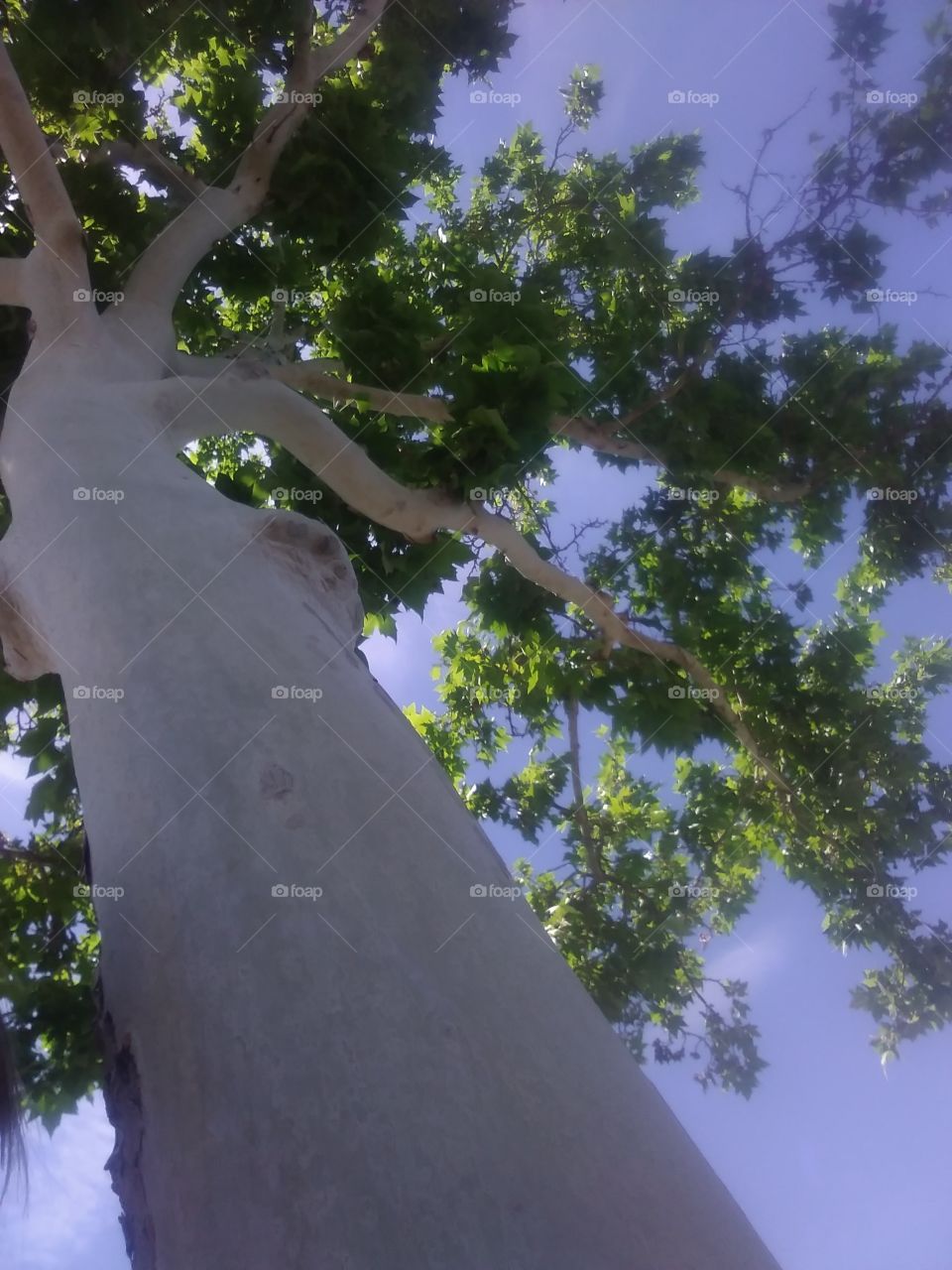 Beautiful Shot 💕 Hearts in Trees