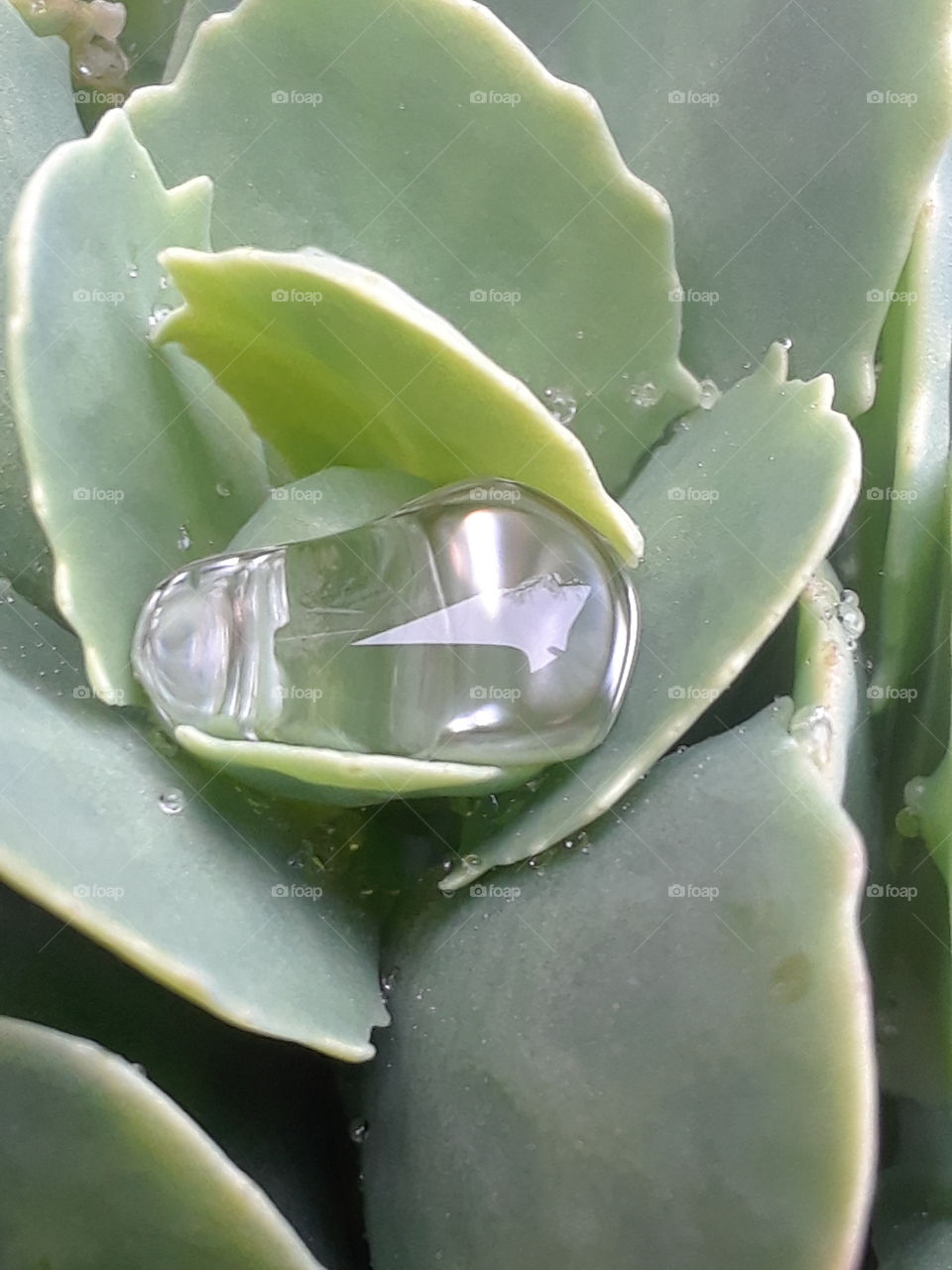 Succulent with water drop
