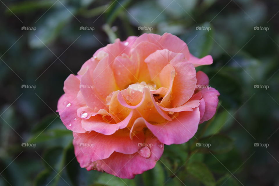 Flower, Rose, Leaf, No Person, Flora