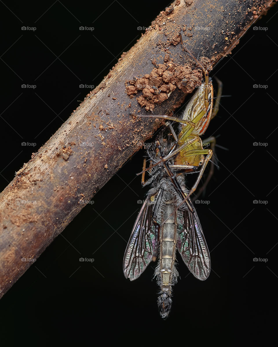 lynx spider catch a robberfly as prey