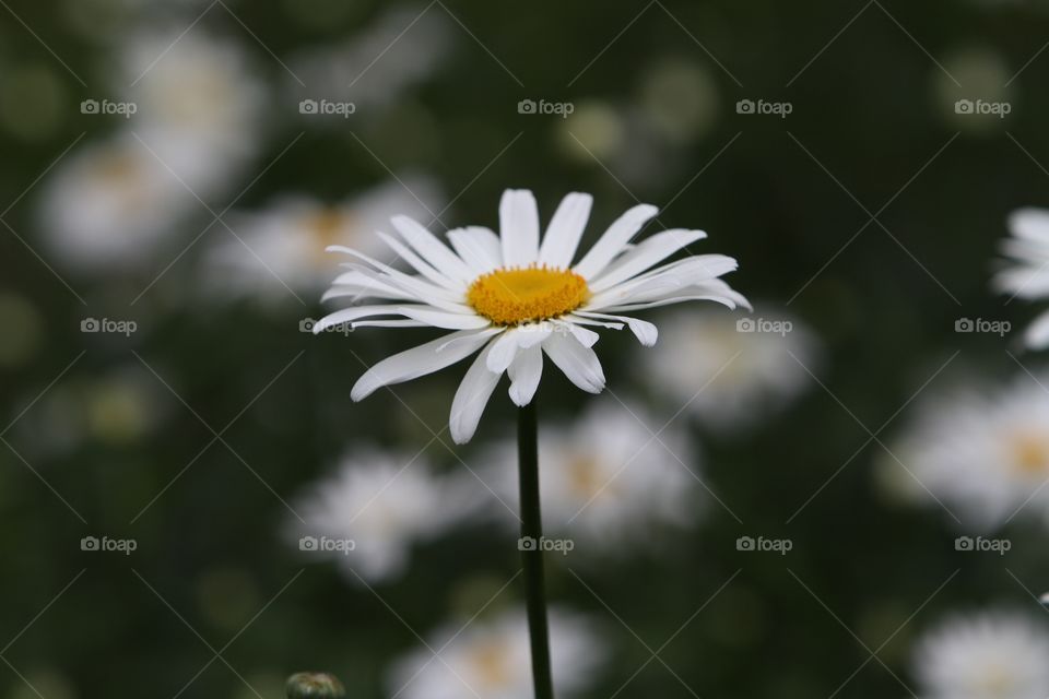 Single White Daisy in Focus in Front of Blurred Daisies in a Garden 