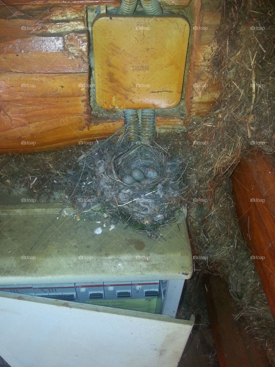 nest