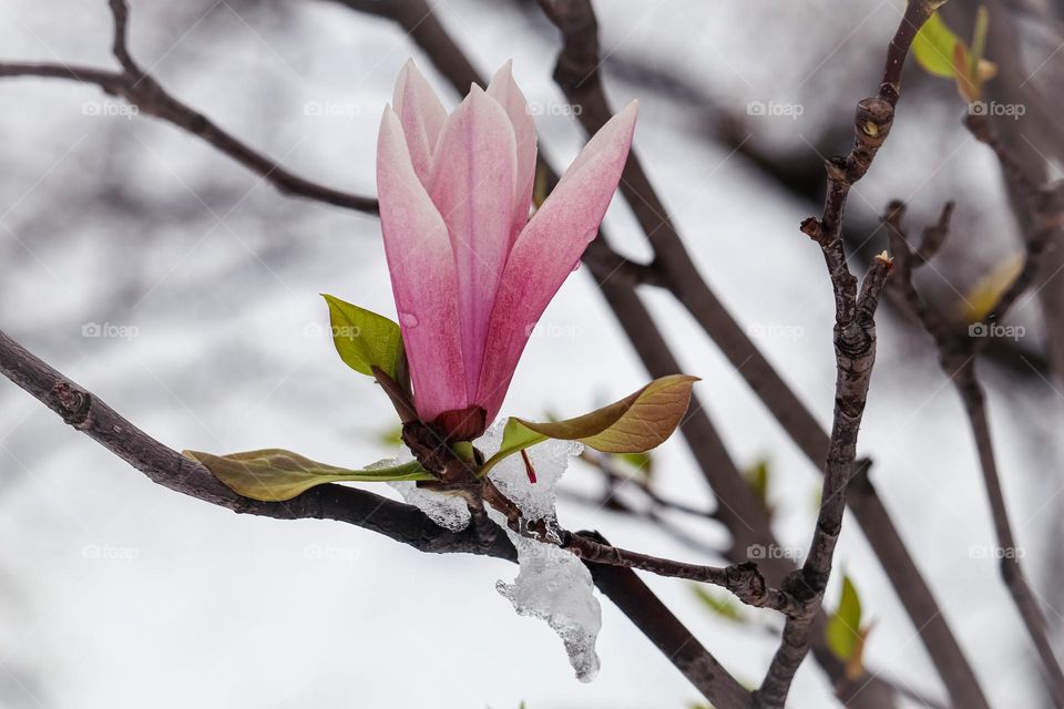 Magnolia blooming