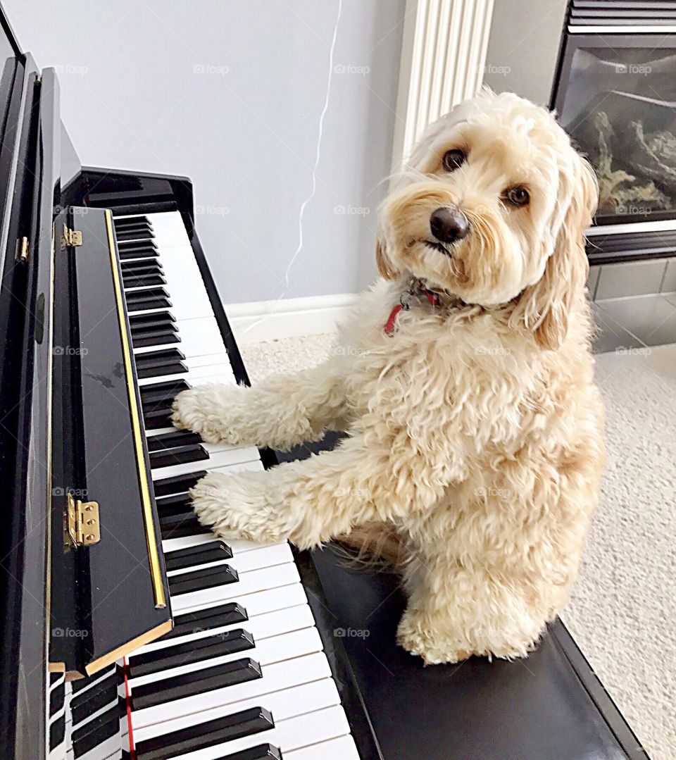 Puppy playing piano 