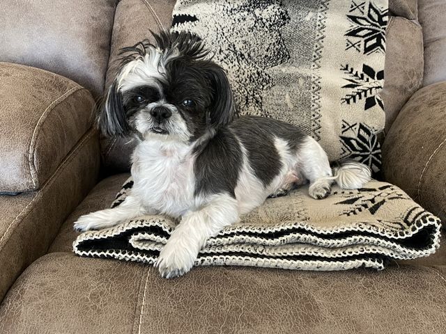 Content dog
