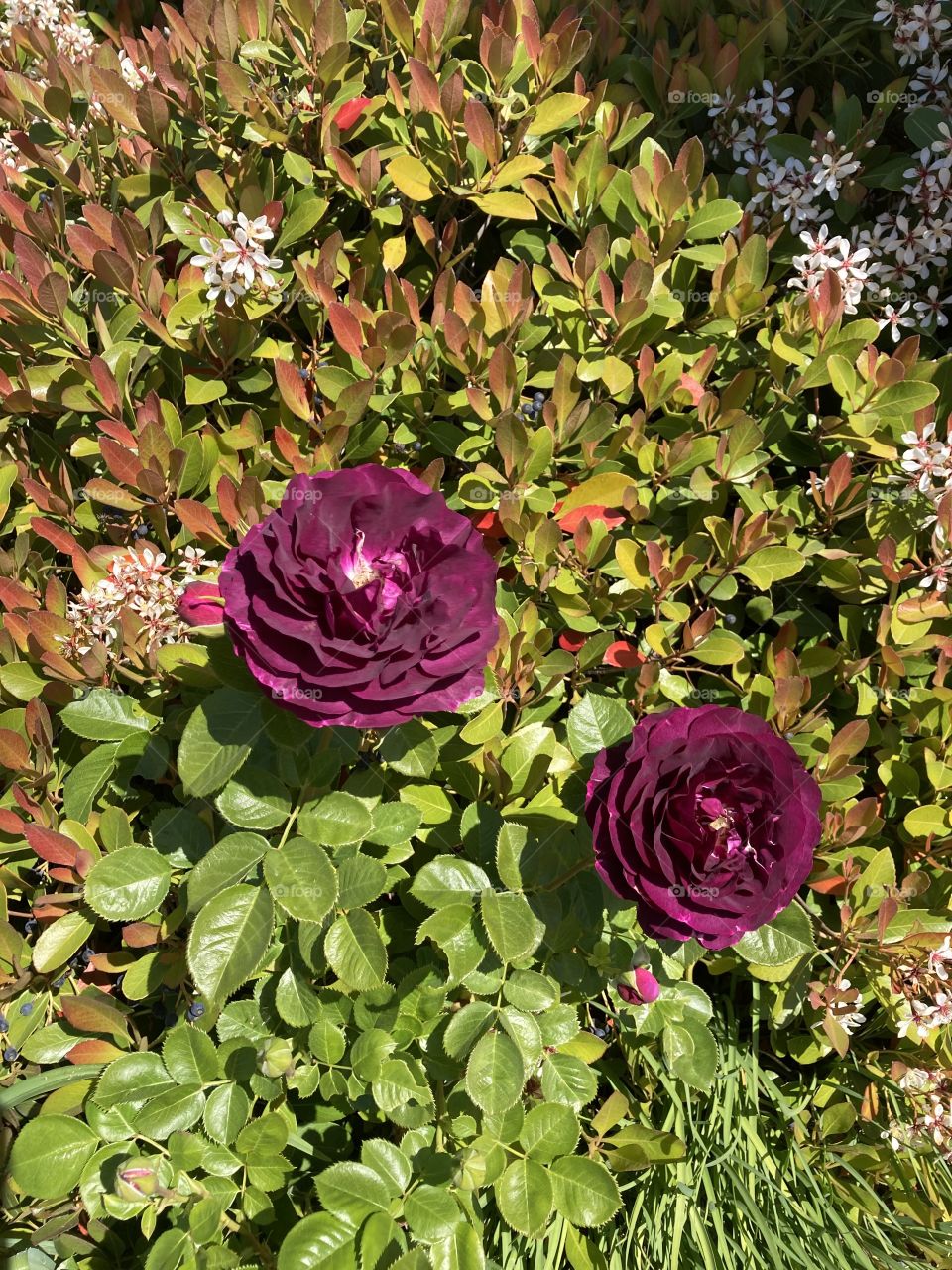 Two purple heirloom roses 