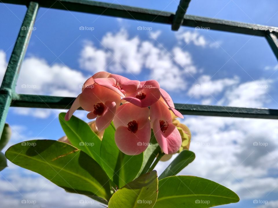 It's serendipity. These are fresh flowers with puffy clouds in the background. Looks like the clouds formed a crown for these beautiful flowers.