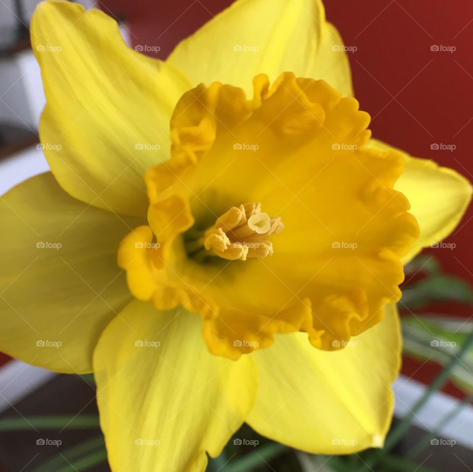 Daffodil 