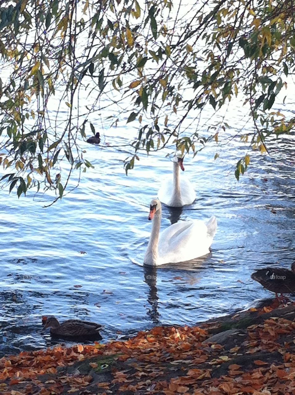 Swans in the park
