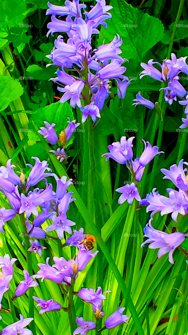 Pretty Purple Flowers