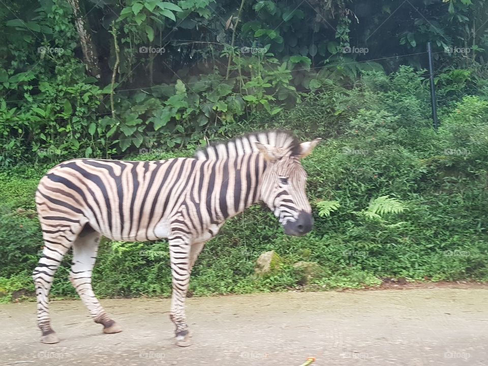 Zebra