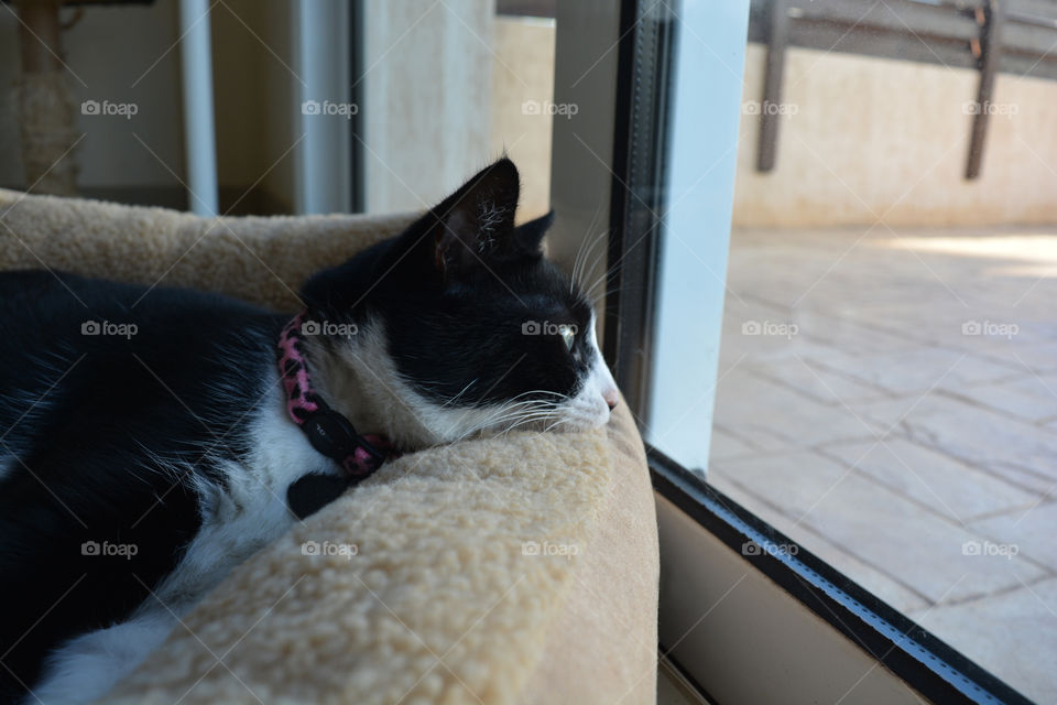 Black and white cat laying down in bed and looking out the window.