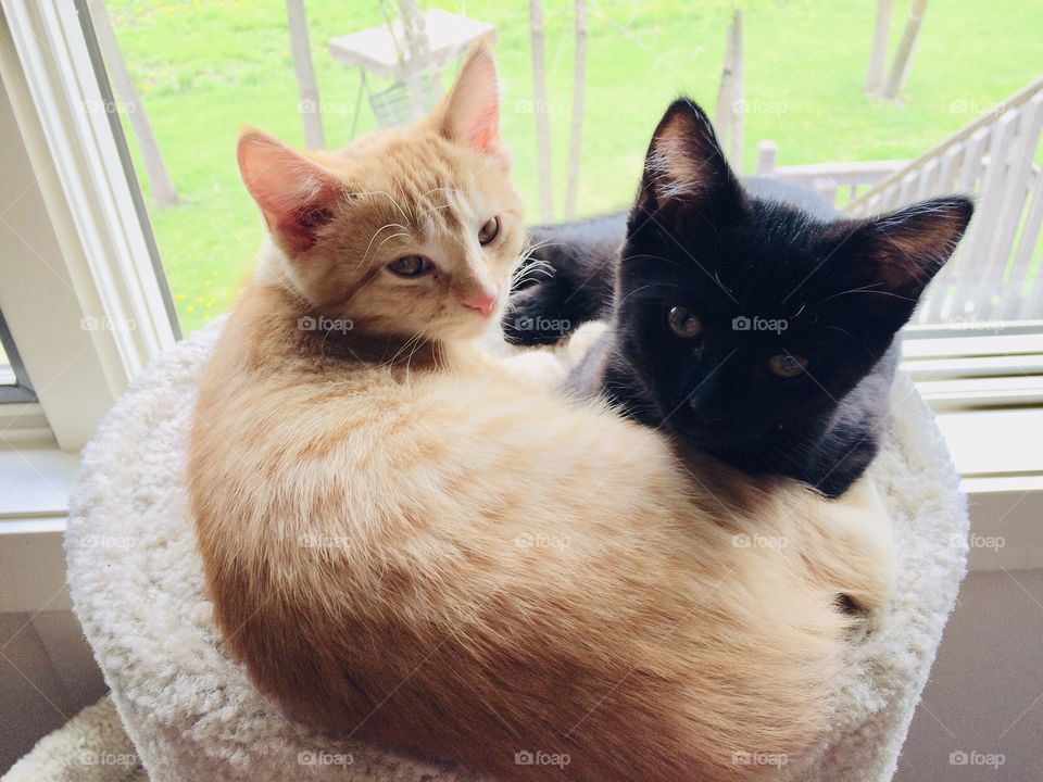 Sweet little orange tabby kitten all cuddled up with black kitten on top of their cat tower. 