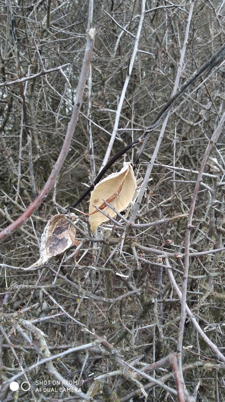 mahune biljke cigansko perja u živici