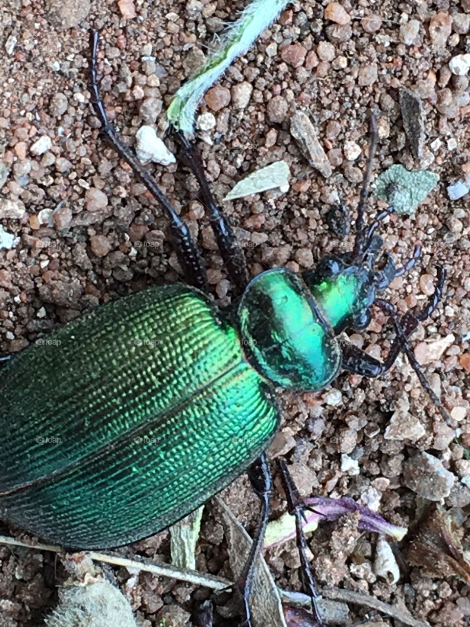 A closeup of a green iridescent scarab beetle closeup. This is the type of beetle Victorians favoured for jewellery in the Victorian era 