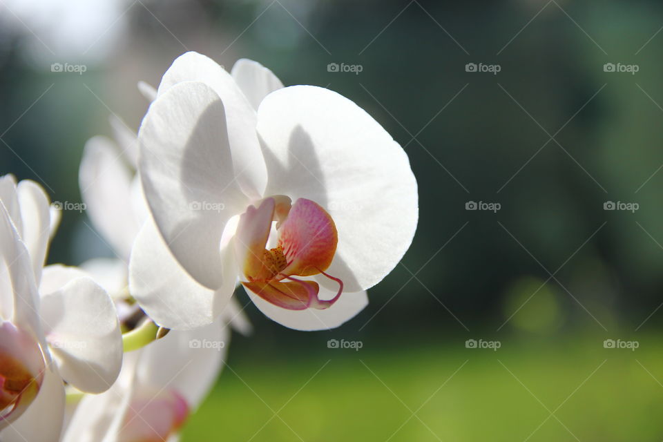 white orchid