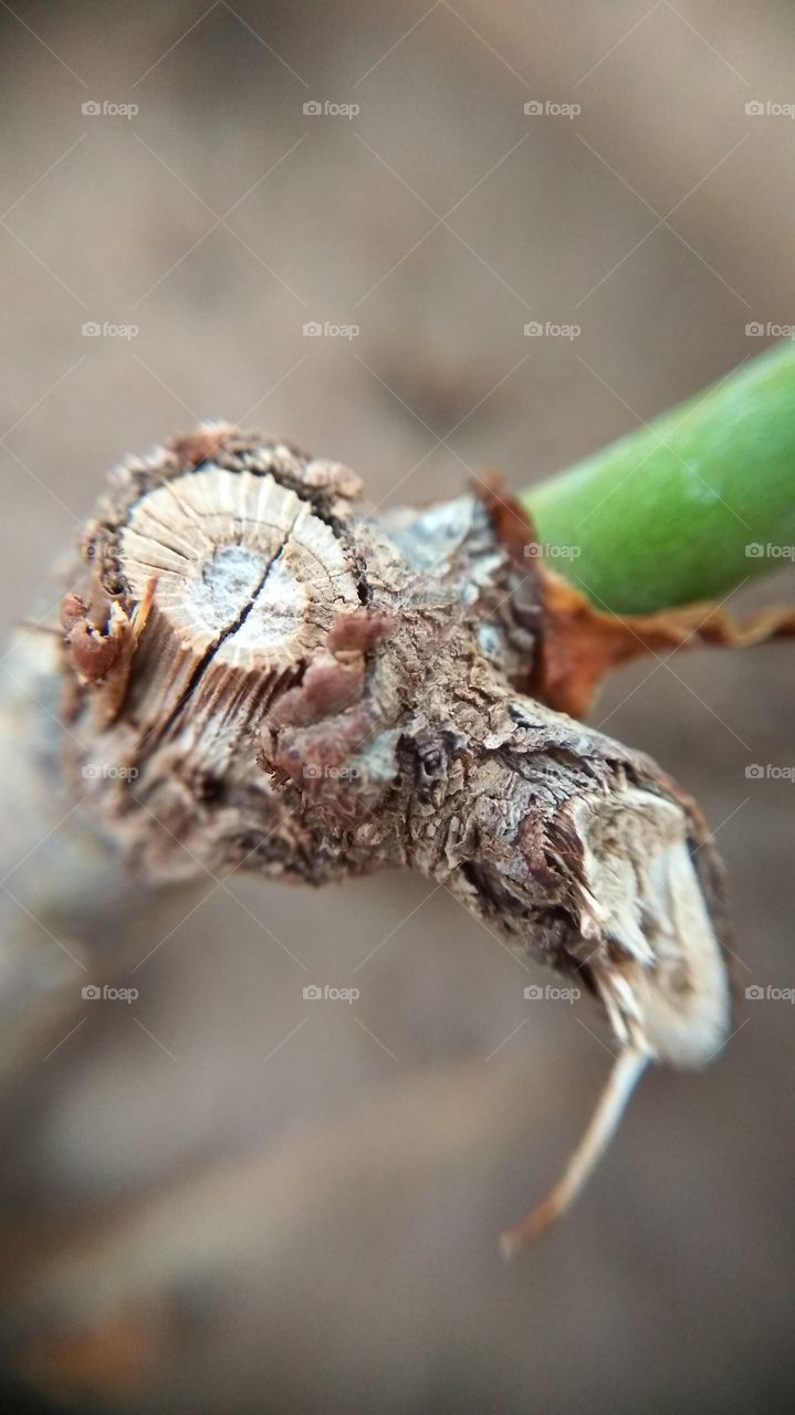 Close-up of old tree plant